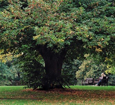Photo d'une femme qui lit sur un banc dans un parc avec un bel arbre pour illustrer l'importance de l'équilibre vie personnelle vie professionnelle face à une surcharge de travail chronique